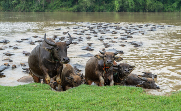 Large Herd of Water Buffalo Emerging from a River in Pengan County, Sichuan, China