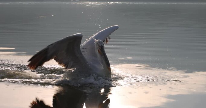 Beautiful Dalmatian pelican flying at the sunset with blue sky at the background