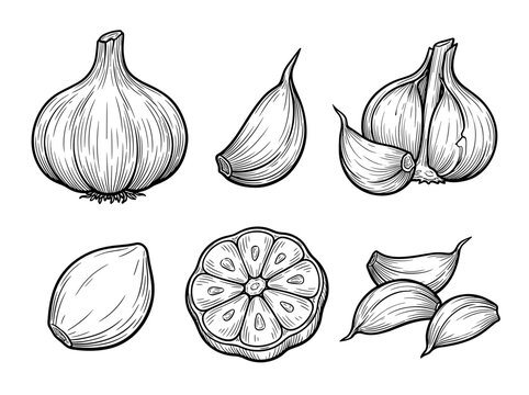 Garlic bulb and cloves sketch set, organic engraved linework, monochrome hand drawn vector illustrations