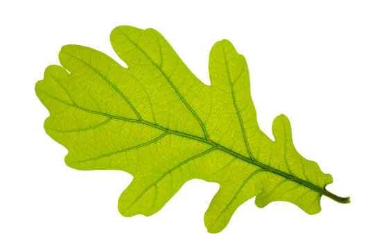 Das Blatt von einem Eichenbaum isoliert &uuml;ber wei&szlig;em Hintergrund