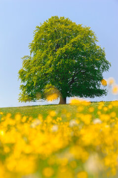  Eine pr&auml;chtige Buche steht als Einzelbaum auf einem H&uuml;gel