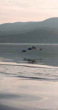 Beautiful Dalmatian pelican flying at the sunset with blue sky at the background