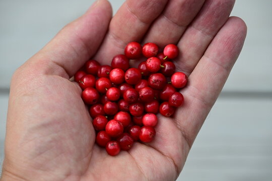a handfull of lingonberries