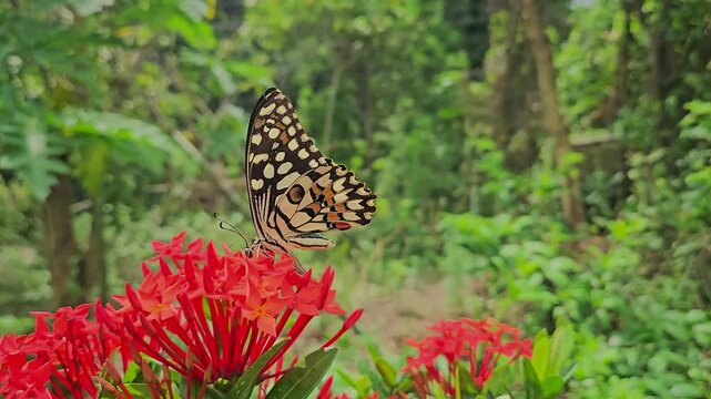 Butterfly Feeding on Tropical Flower, Pollinator and Wildlife in Lush Green Garden, Nature, Botanical and Macro Footage