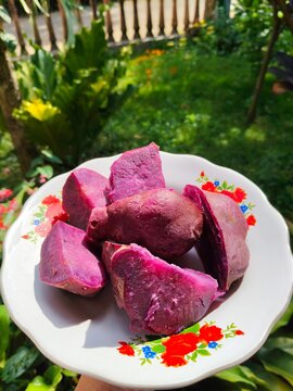 A plate of boiled purple sweet potato (Ipomoea batatas) outdoor in backyard