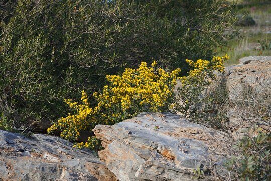 Blooming spiny broom, or Calicotome villosa plant, in Attica, Greece