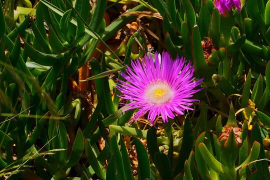 An Elands sourfig or pig face or ice plant or carpobrotus or mesembryanthemum acinaciformis flower, near the sea shore in Attica, Greece