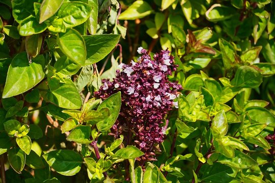 Blooming basil, or Ocimum basilicum fragrant plant