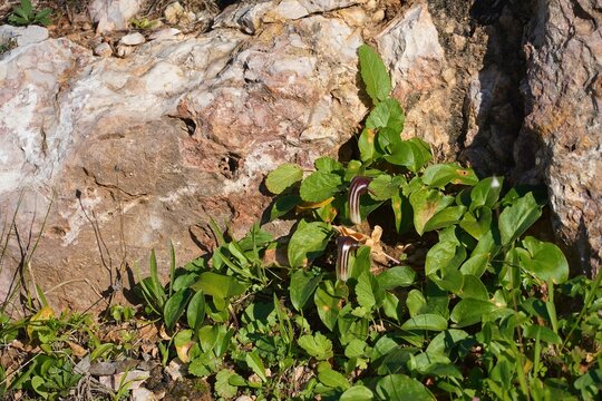 Larus or Arisarum vulgare wild plants in Attica, Greece