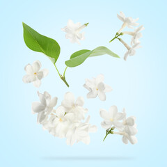 Fototapeta premium White lilac flowers and green leaves falling against pastel blue background