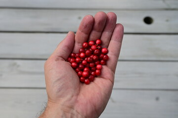 hand holding lingonberries © Sebastian