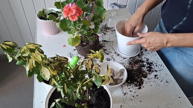 Planting flowers in pots during a sunny afternoon in a home setting