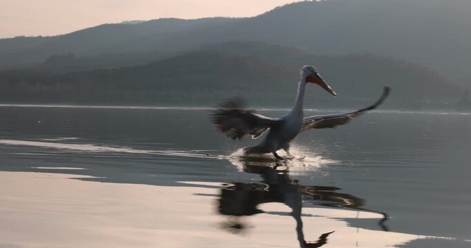 Beautiful Dalmatian pelican flying at the sunset with blue sky at the background
