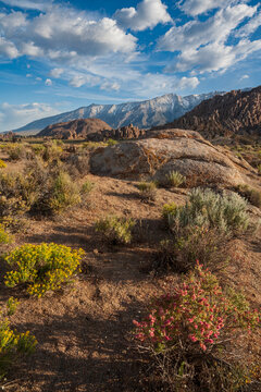 Beautiful vertical view of blooming wildflowers and Sierra Nevada mountains in Alabama Hills