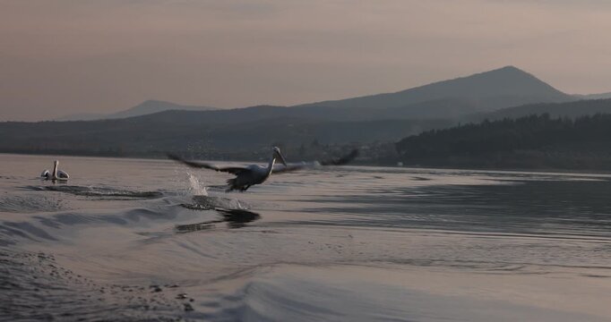 Beautiful Dalmatian pelican flying at the sunset with blue sky at the background