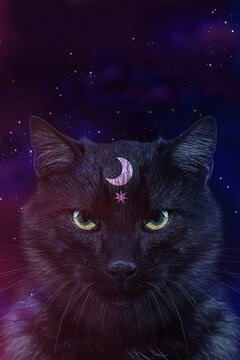 Black mystical witch cat. Halloween background, wallpaper, poster