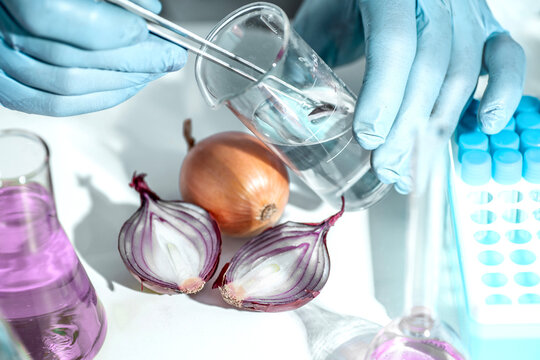 Onion, laboratory, scientific food analysis with gloved hands testing vegetable composition for quality control, GMO screening and artificially grown product checks.