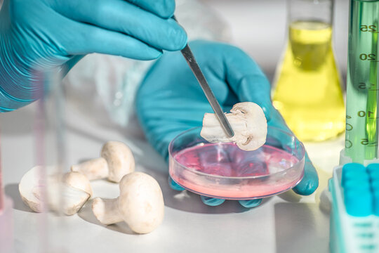 AI mushroom lab inspection concept: scientific testing with petri dish and reagents for food quality control, GMO detection and artificially grown checks.