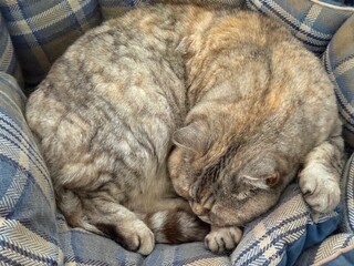 Cute cat sleeping in the cozy pet couch. © OLENA LIALINA