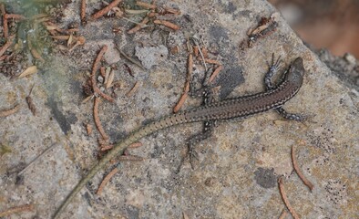 Brown lizard camouflaged on a lichen-covered rock in natural habitat © Noelia