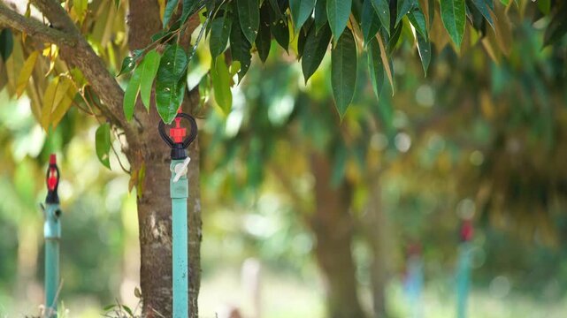 Durian cultivation supported by a systematic sprinkler irrigation network represents smart farm management, precision water delivery, sustainable agriculture, environmental awareness, and modern farmi