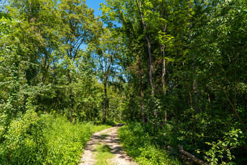 Fototapeta premium Green path through a forest during daytime with sunlight shining