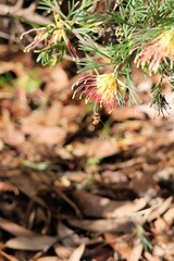 Fototapeta premium European Honey Bee (Apis mellifera) hanging from greviillea flower to collect nectar, South Australia