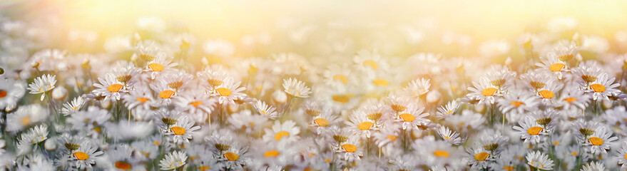 Fototapeta premium Dreamy daisy meadow in soft golden light, beautiful white daisies in warm spring light