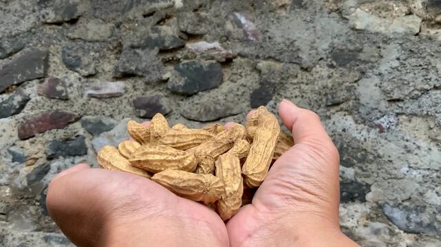 Person holding a handful of raw groundnut in shells, close-up video clip