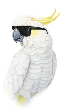 Majestic White Cockatoo Wearing Stylish Black Sunglasses &mdash; Elegant Three-Quarter Portrait