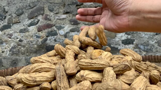 Close-up video footage of a person sorting and handling a large pile of raw groundnut in shells