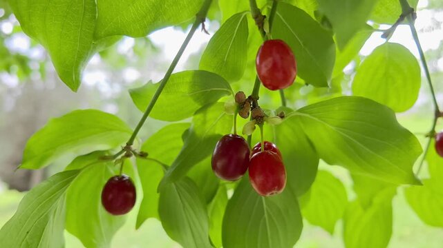 Reife rote Kornelkirschen (Cornus mas), gr&uuml;ne Bl&auml;tter, Bayern Deutschland