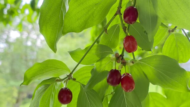 Reife rote Kornelkirschen (Cornus mas), gr&uuml;ne Bl&auml;tter, Bayern Deutschland