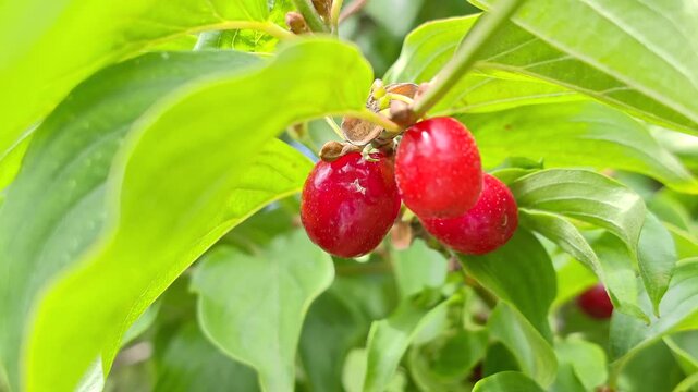 Reife rote Kornelkirschen (Cornus mas), gr&uuml;ne Bl&auml;tter, Bayern Deutschland