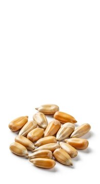 Natural whole sunflower kernels without shells isolated on a white background, ideal for plant-based diets, baking, and nutritious snacking, seed, natural, organic