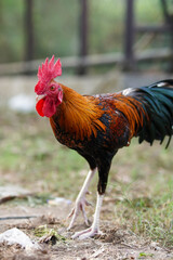 Vibrant rooster strides through grassy enclosure. Red comb stands proud against glossy feathers. Natural light highlights feathered details and sturdy legs © anton
