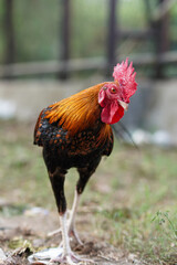 Vibrant rooster strides through grassy enclosure. Red comb stands proud against glossy feathers. Natural light highlights feathered details and sturdy legs © anton