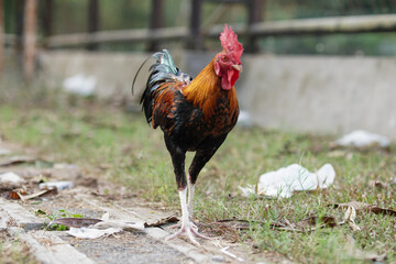 Vibrant rooster strides through grassy enclosure. Red comb stands proud against glossy feathers. Natural light highlights feathered details and sturdy legs © anton