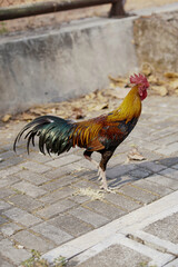 Vibrant rooster strides through grassy enclosure. Red comb stands proud against glossy feathers. Natural light highlights feathered details and sturdy legs © anton