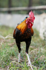 Vibrant rooster strides through grassy enclosure. Red comb stands proud against glossy feathers. Natural light highlights feathered details and sturdy legs © anton