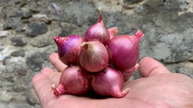 Hand holding a cluster of fresh red shallots against a rustic stone wall background, video clip