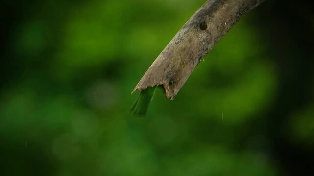Blue-throated barbet (Psilopogon asiaticus)