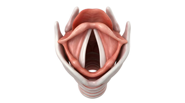 Anatomical illustration of female reproductive organ
