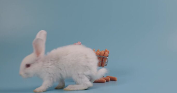 A Lovely bunny easter fluffy baby white rabbit, healthy baby rabbit eat carrot with a shopping cart of vetgetable on blue nature background.