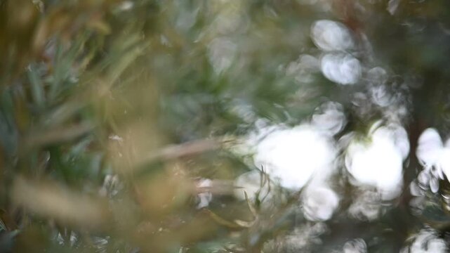 Soft Focus Defocused Green Foliage Background Video.
