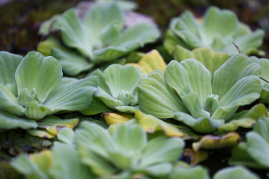 Green water lettuce plants float on pond surface.
