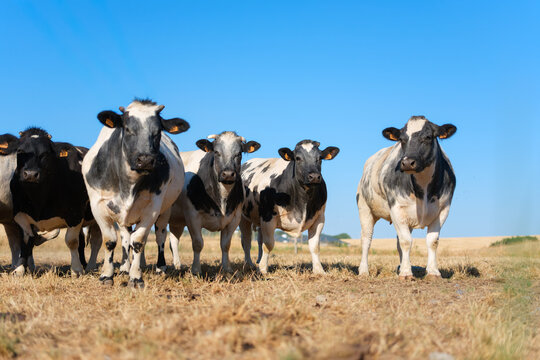 Cows and bulls grazing on a farm pasture. Agricultural livestock scene on a rural countryside field.