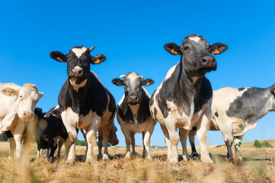 Cows and bulls grazing on a farm pasture. Agricultural livestock scene on a rural countryside field.