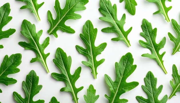 Seamless pattern of fresh arugula leaves on white background, minimal botanical pattern, high resolution