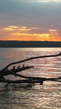 Abgestorbener Baumstamm lieg im Wasser, Sonnenuntergang am Ammersee, Oberbayern, Bayern, Deutschland